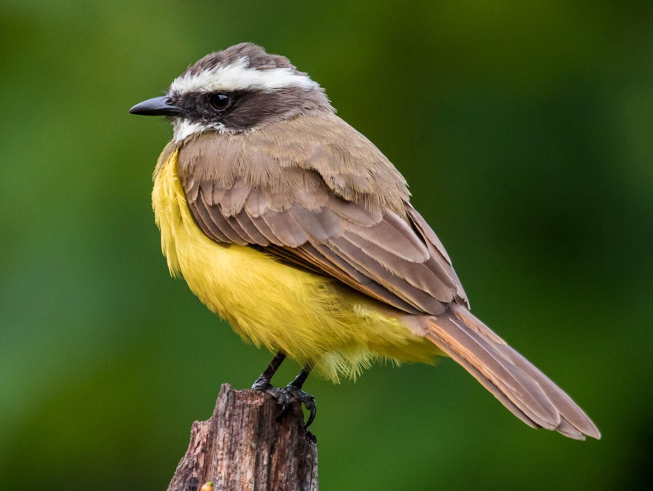 Rusty-margined Flycatcher - David Monroy Rengifo