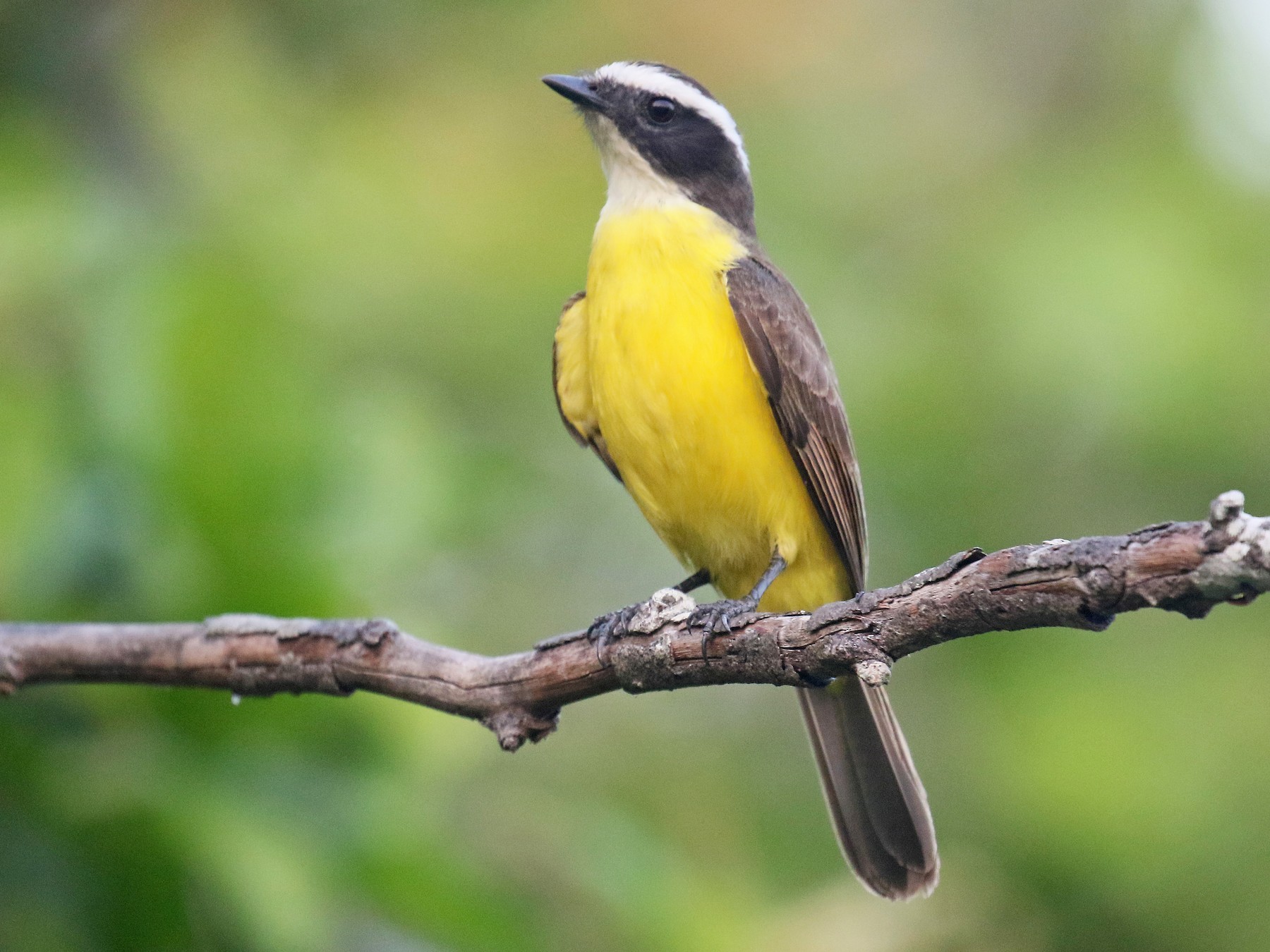 Rusty-margined Flycatcher - David Lang