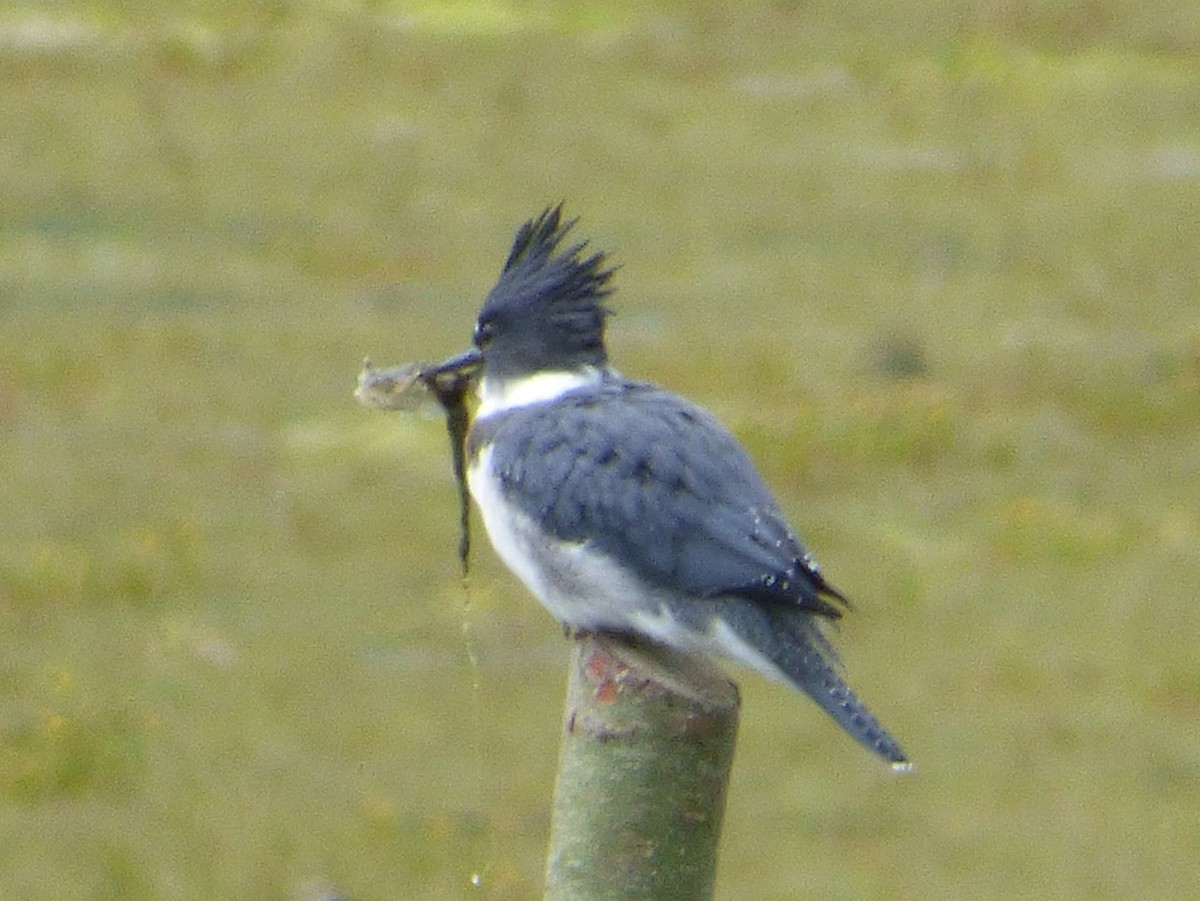 Belted Kingfisher - ML245636101