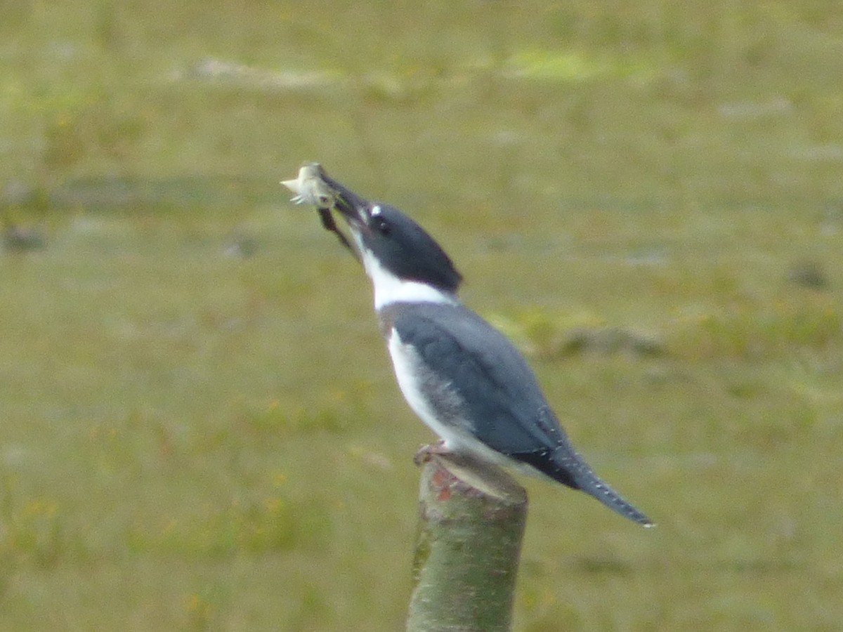 Belted Kingfisher - ML245636141