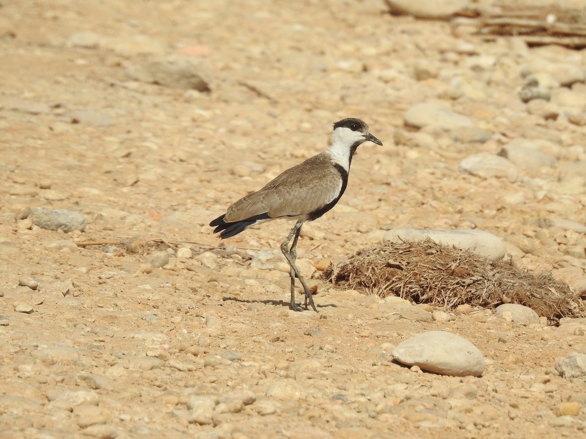 Spur-winged Lapwing - ML245637291