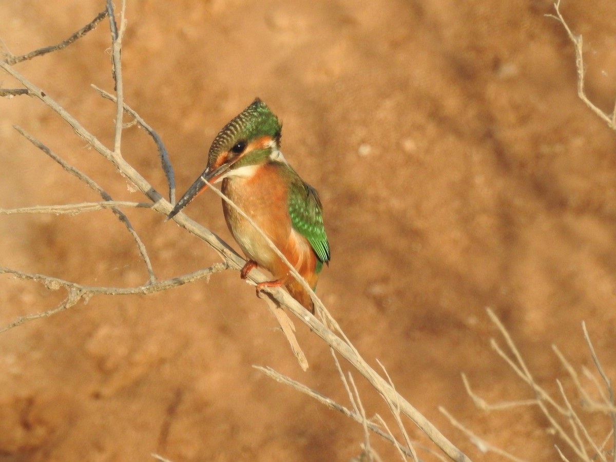 Common Kingfisher - Keramat Hafezi