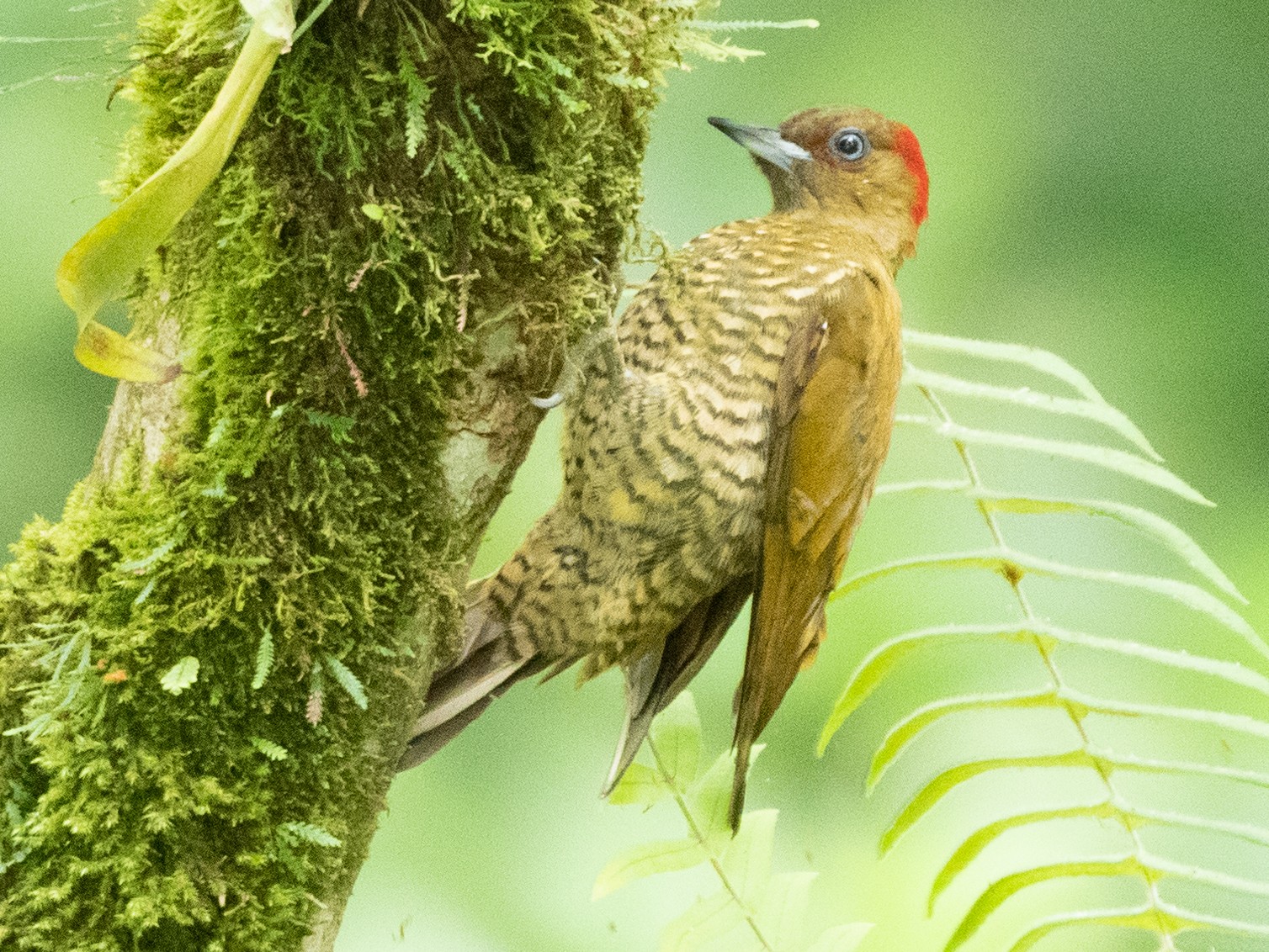 Rufous-winged Woodpecker - Mark Schulist