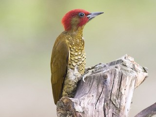  - Rufous-winged Woodpecker
