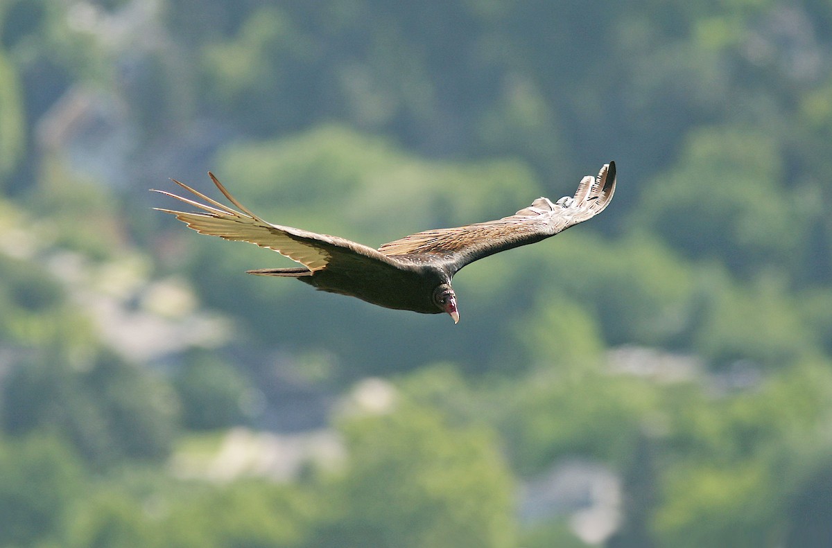 Turkey Vulture - ML245638511