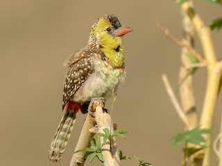  - Yellow-breasted Barbet
