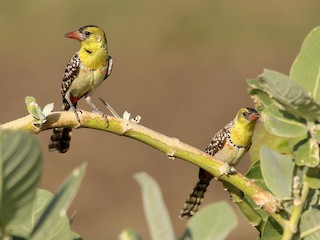 雄鳥和雌鳥 - Fikret Ataşalan - ML245639021