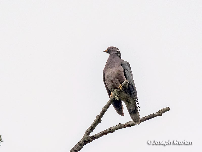 Band-tailed Pigeon - ML245639131