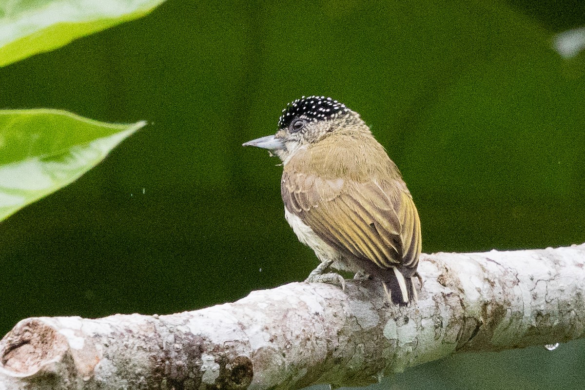 Fine-barred Piculet - ML245642981