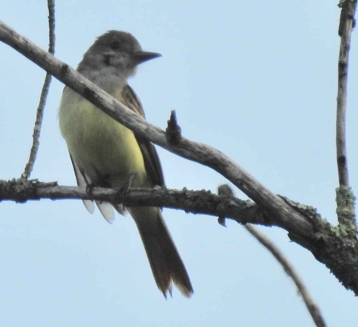 Great Crested Flycatcher - ML245643231