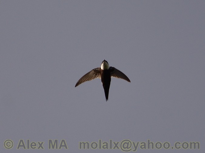 Lesser Swallow-tailed Swift - Alex Molina