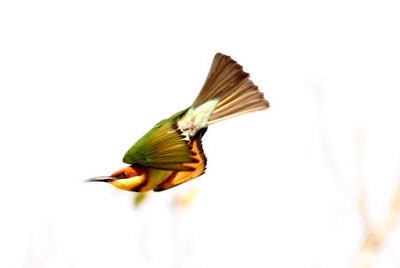 Chestnut-headed Bee-eater - Kris Webb