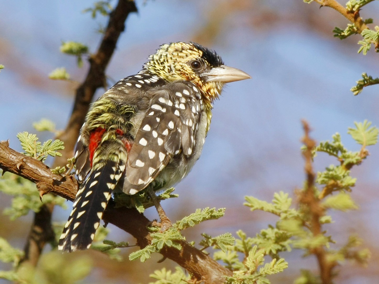 D'Arnaud's Barbet - David Beadle