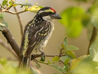  - Red-fronted Barbet
