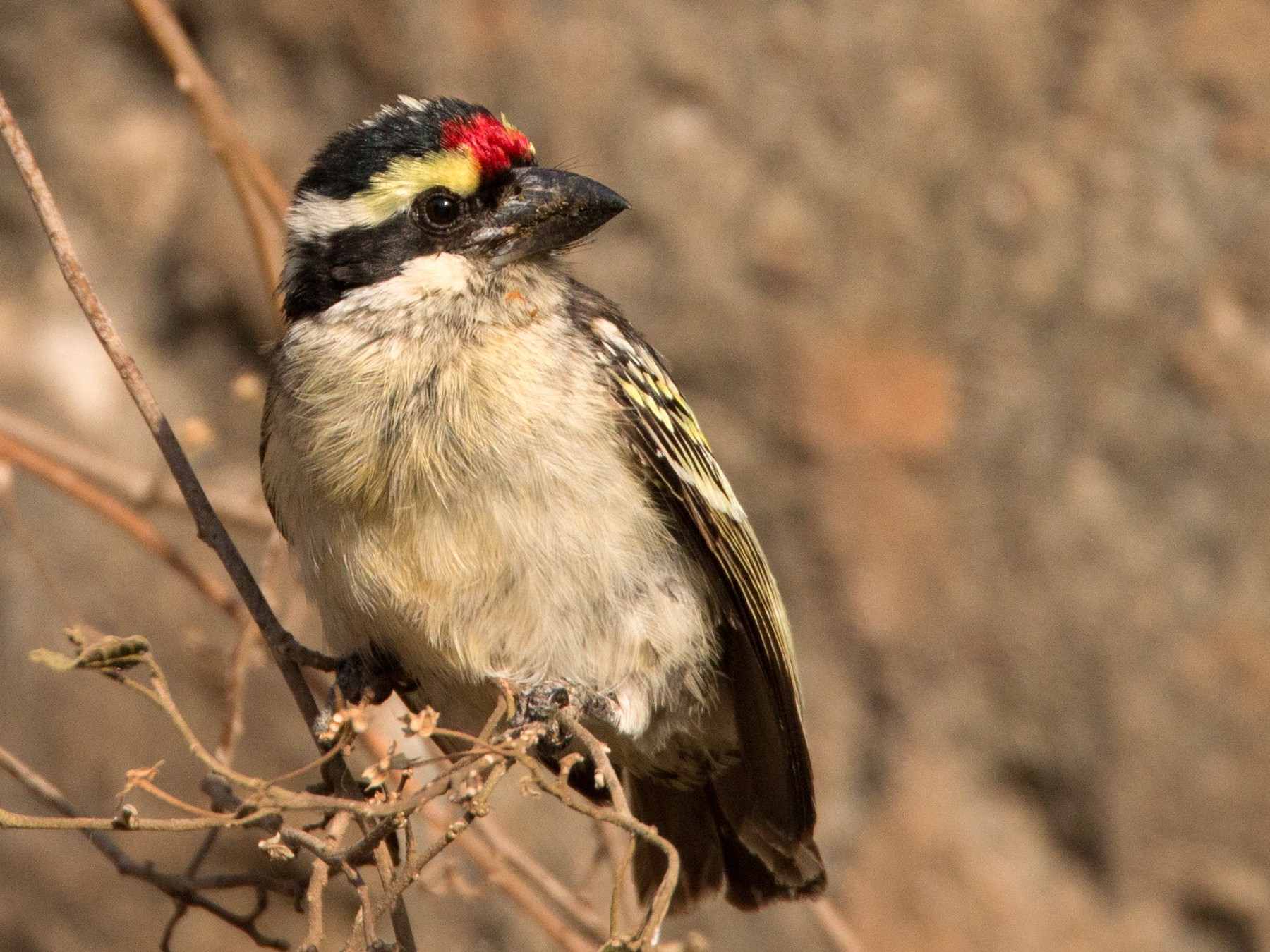 Red-fronted Barbet - Ian Davies