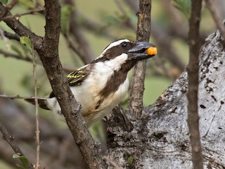  - Black-throated Barbet