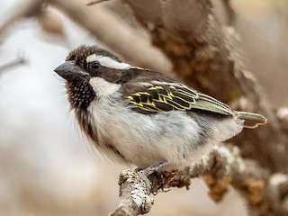  - Black-throated Barbet