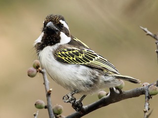  - Black-throated Barbet