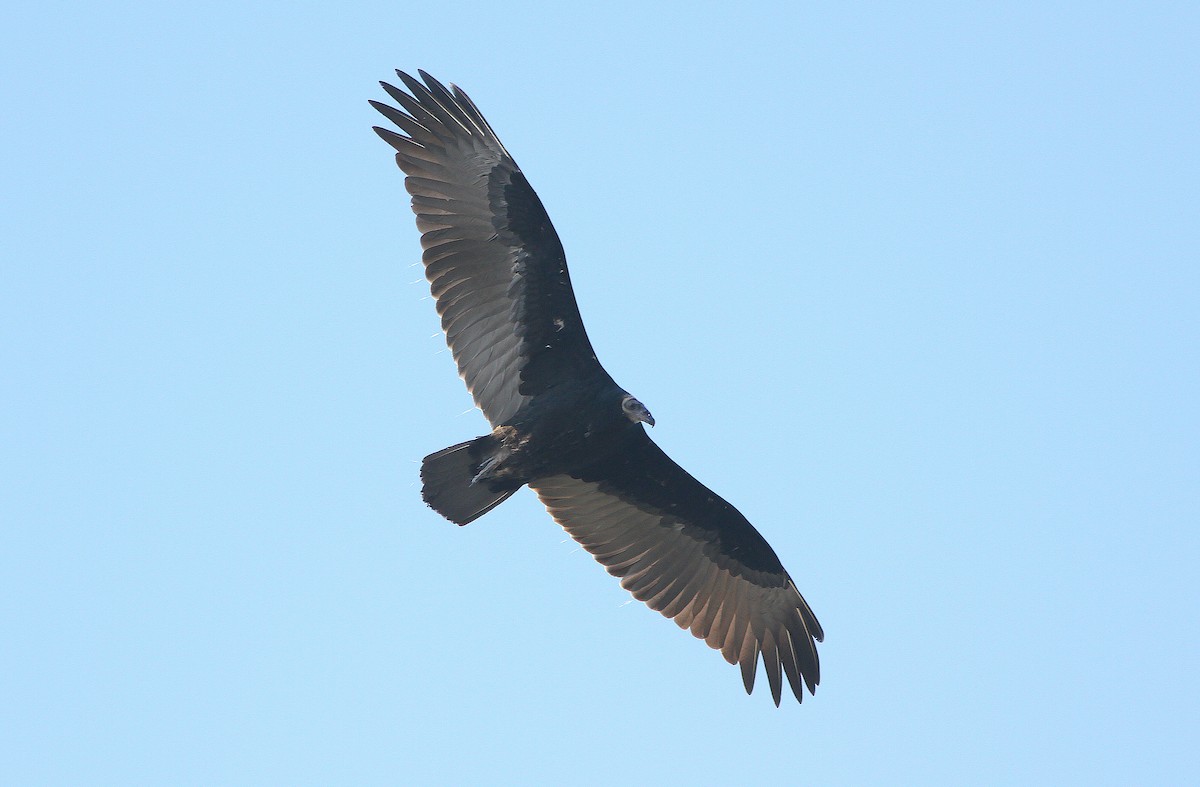 Turkey Vulture - ML245654291