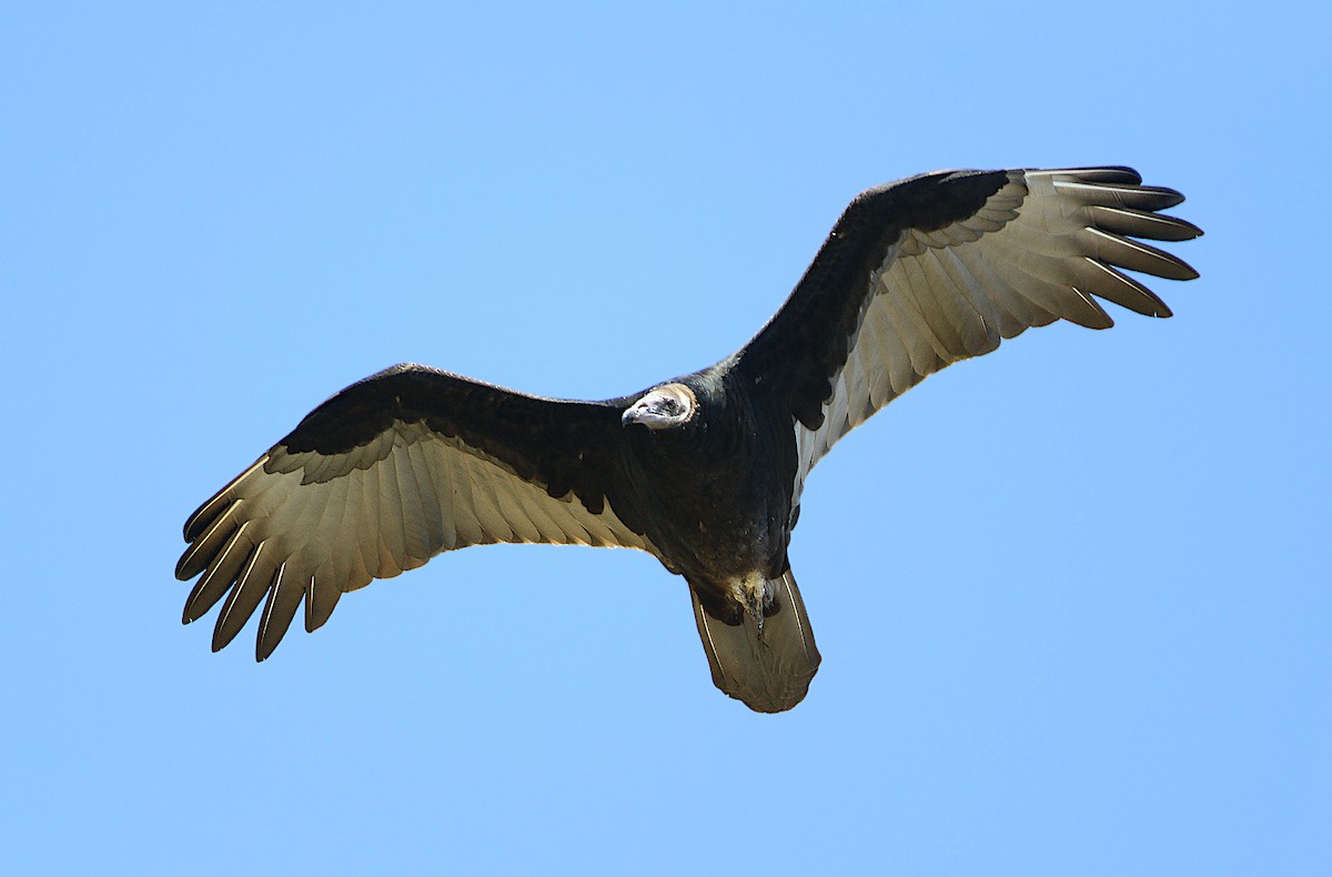 Turkey Vulture - ML245654301