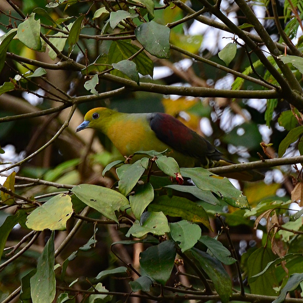 Wedge-tailed Green-Pigeon - ML245657161