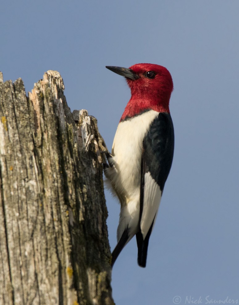 Red-headed Woodpecker - Nick Saunders