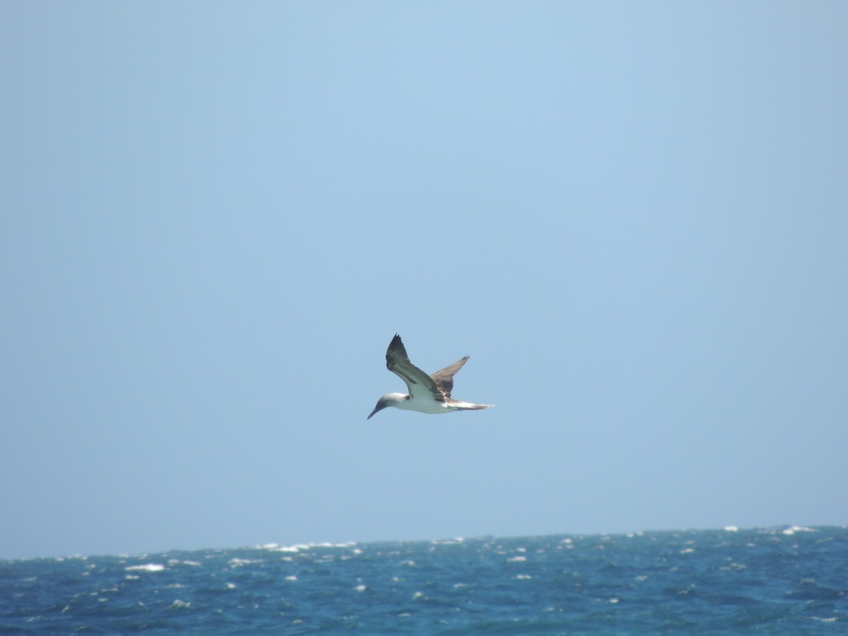 Blue-footed Booby - ML24566191