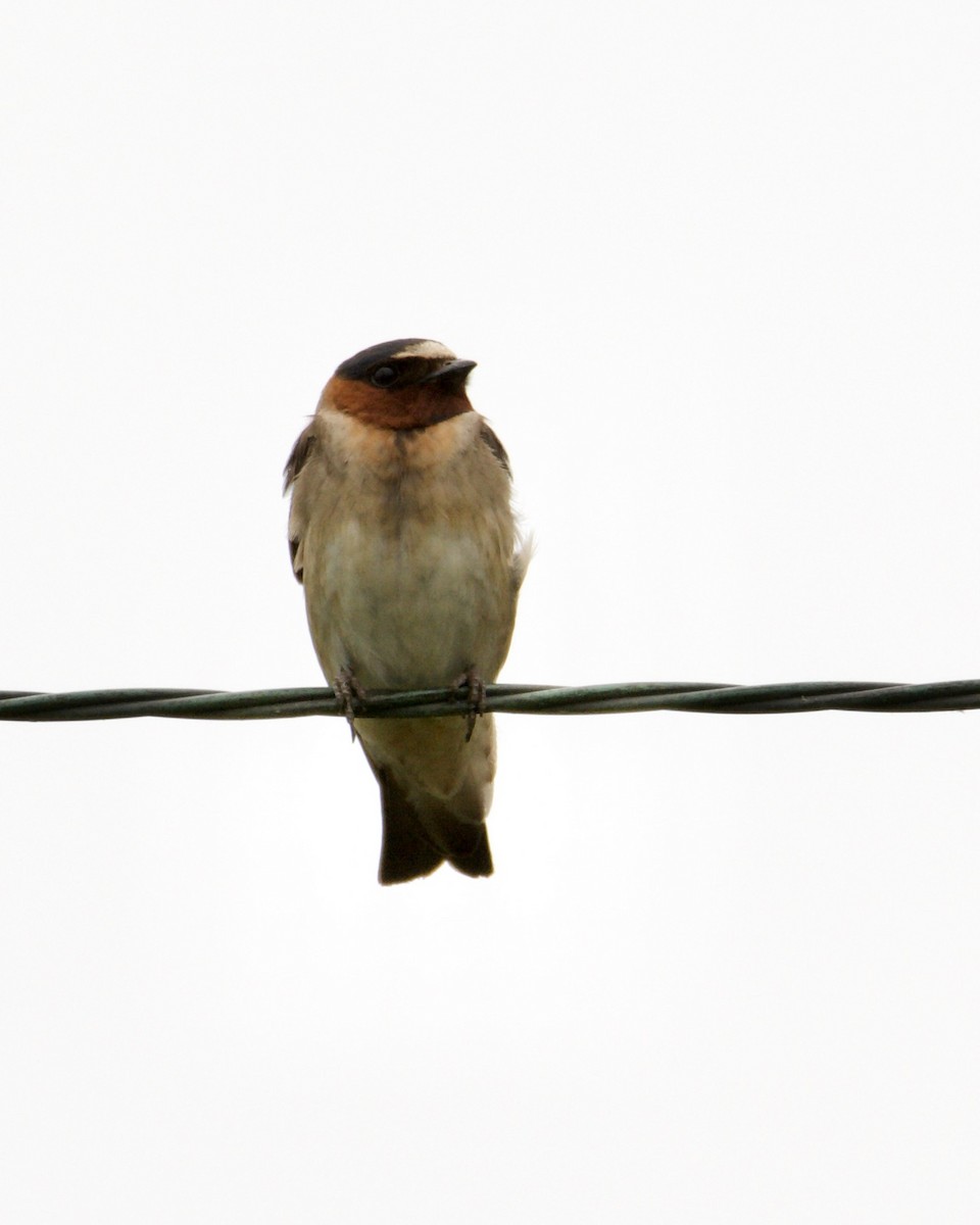 Cliff Swallow - Larry Waddell