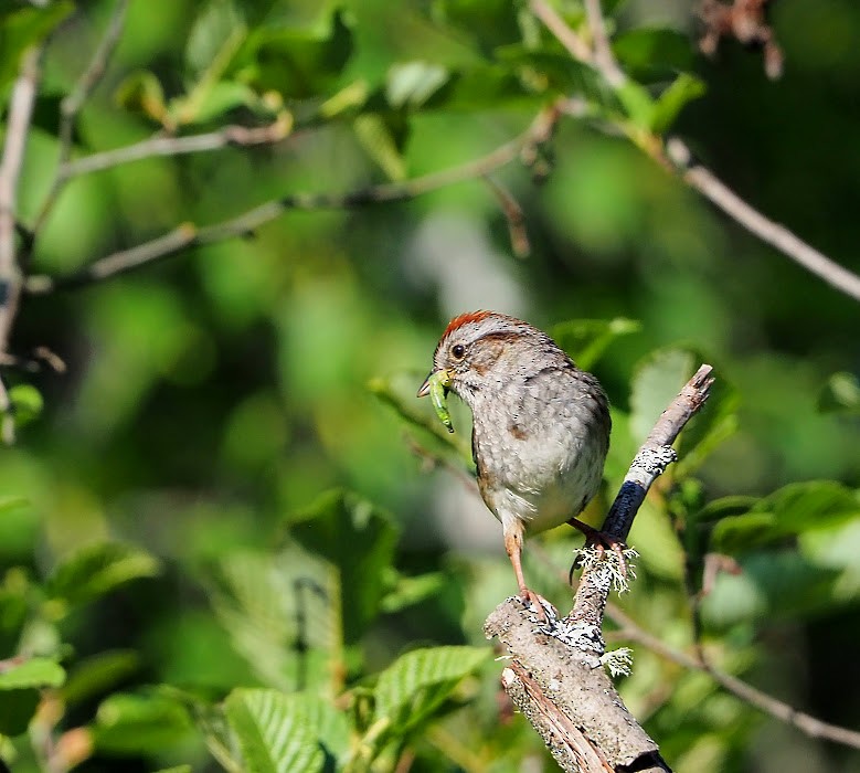 Swamp Sparrow - Lucie Hamel