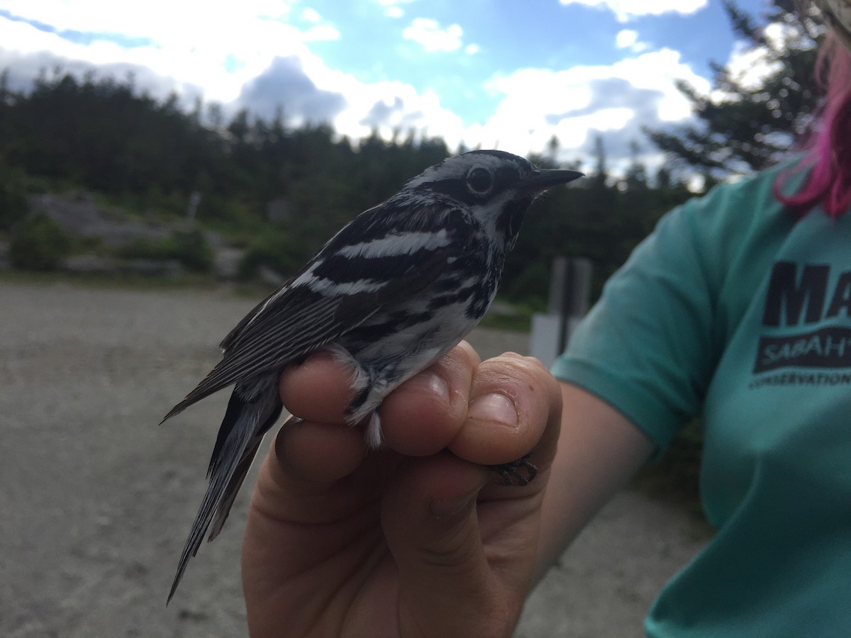Black-and-white Warbler - ML245663451