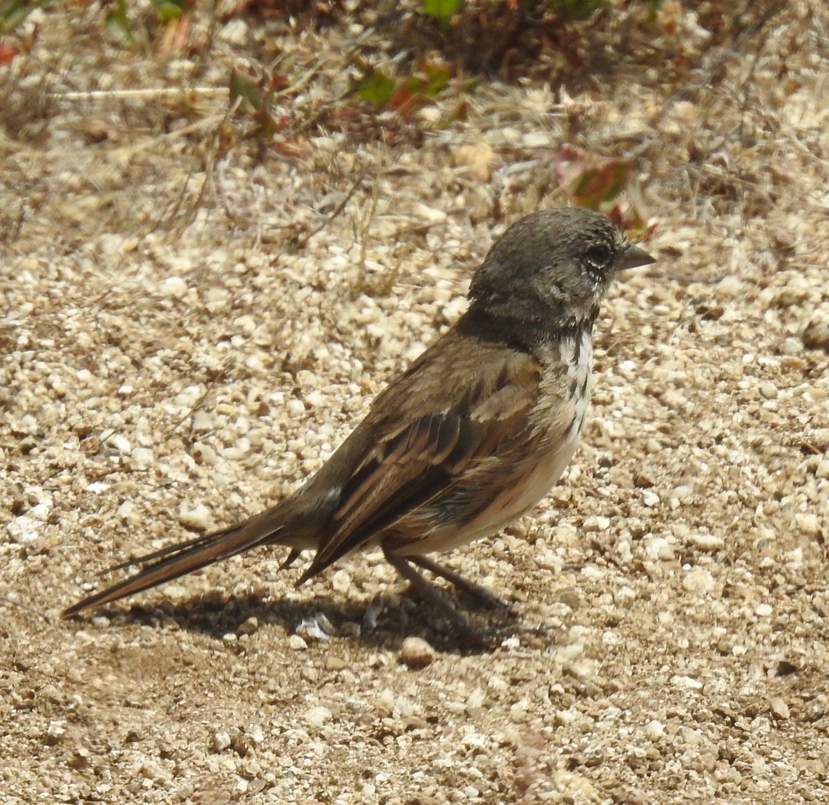Bell's Sparrow - ML245664651