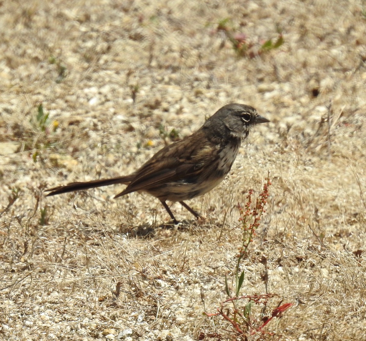 Bell's Sparrow - ML245664671