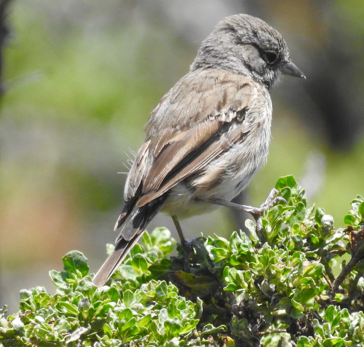 Bell's Sparrow - Malia DeFelice