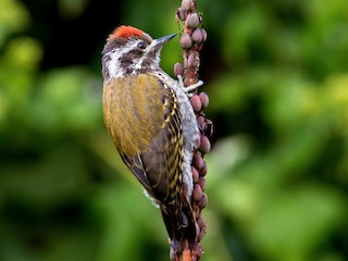  - Abyssinian Woodpecker