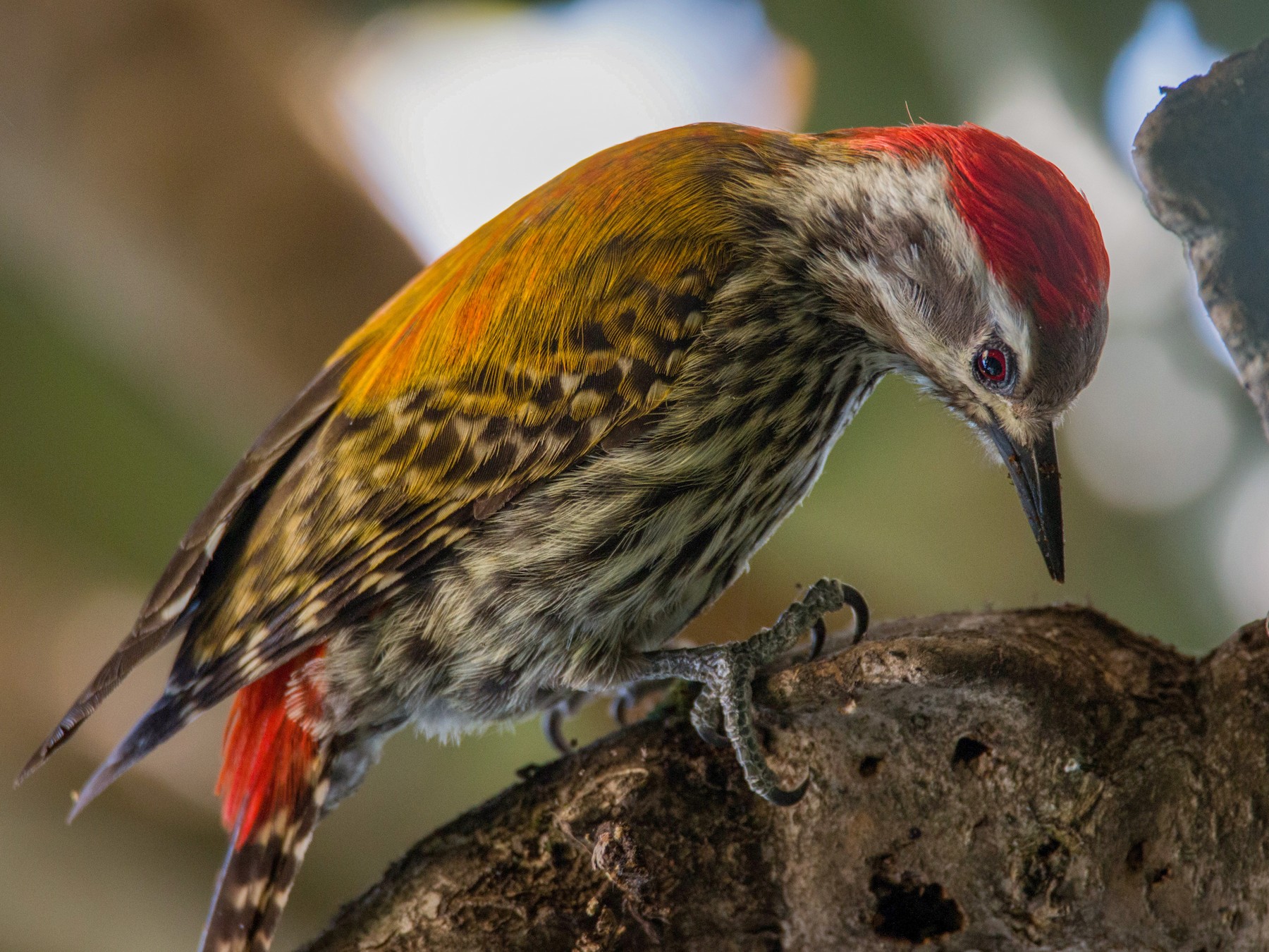Abyssinian Woodpecker - Ian Davies