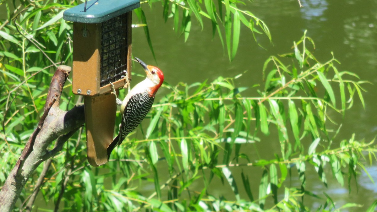 Red-bellied Woodpecker - ML245670541