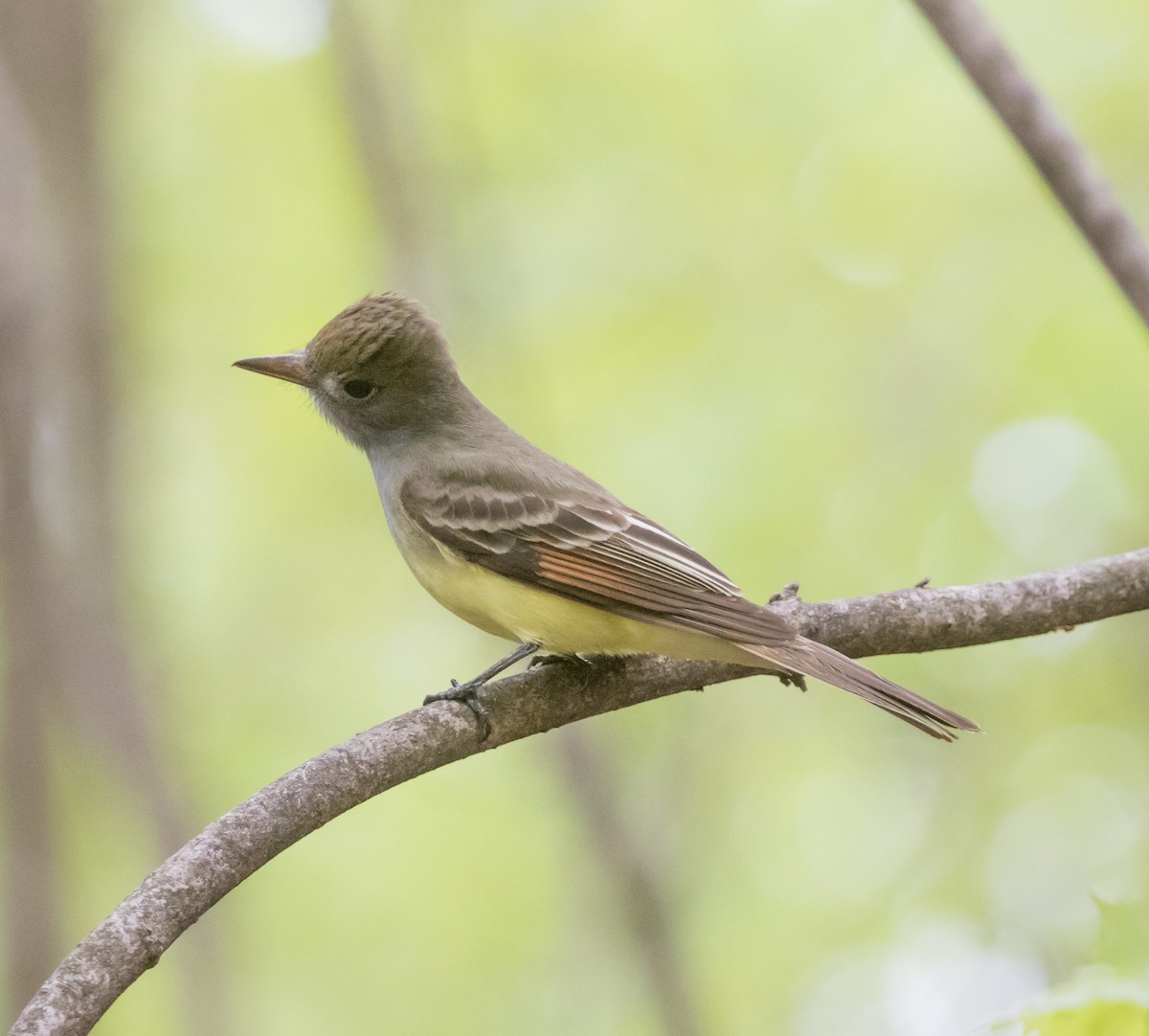 Great Crested Flycatcher - ML245671571