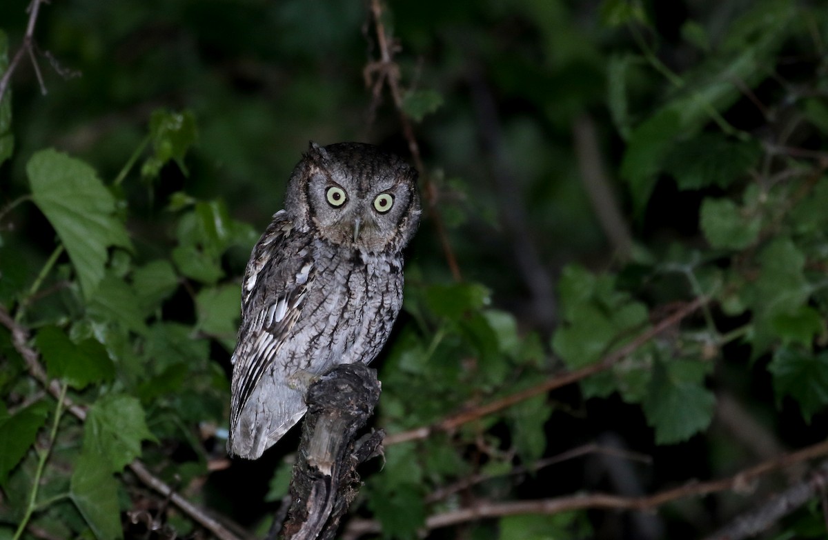 Eastern Screech-Owl (Northern) - ML245672061