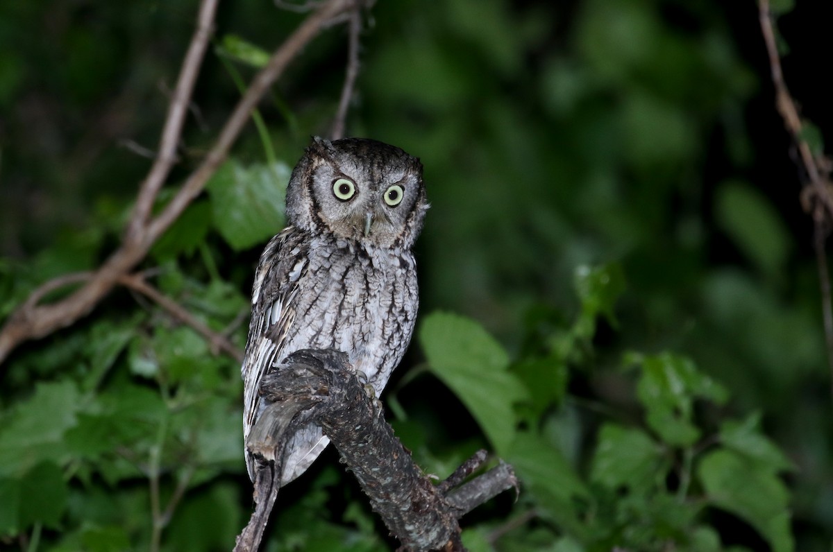 Eastern Screech-Owl (Northern) - ML245672101