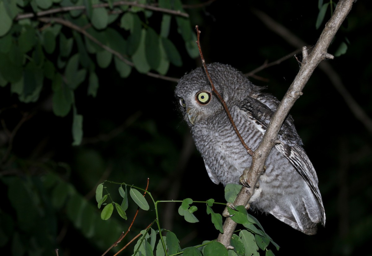 Eastern Screech-Owl (Northern) - ML245673051