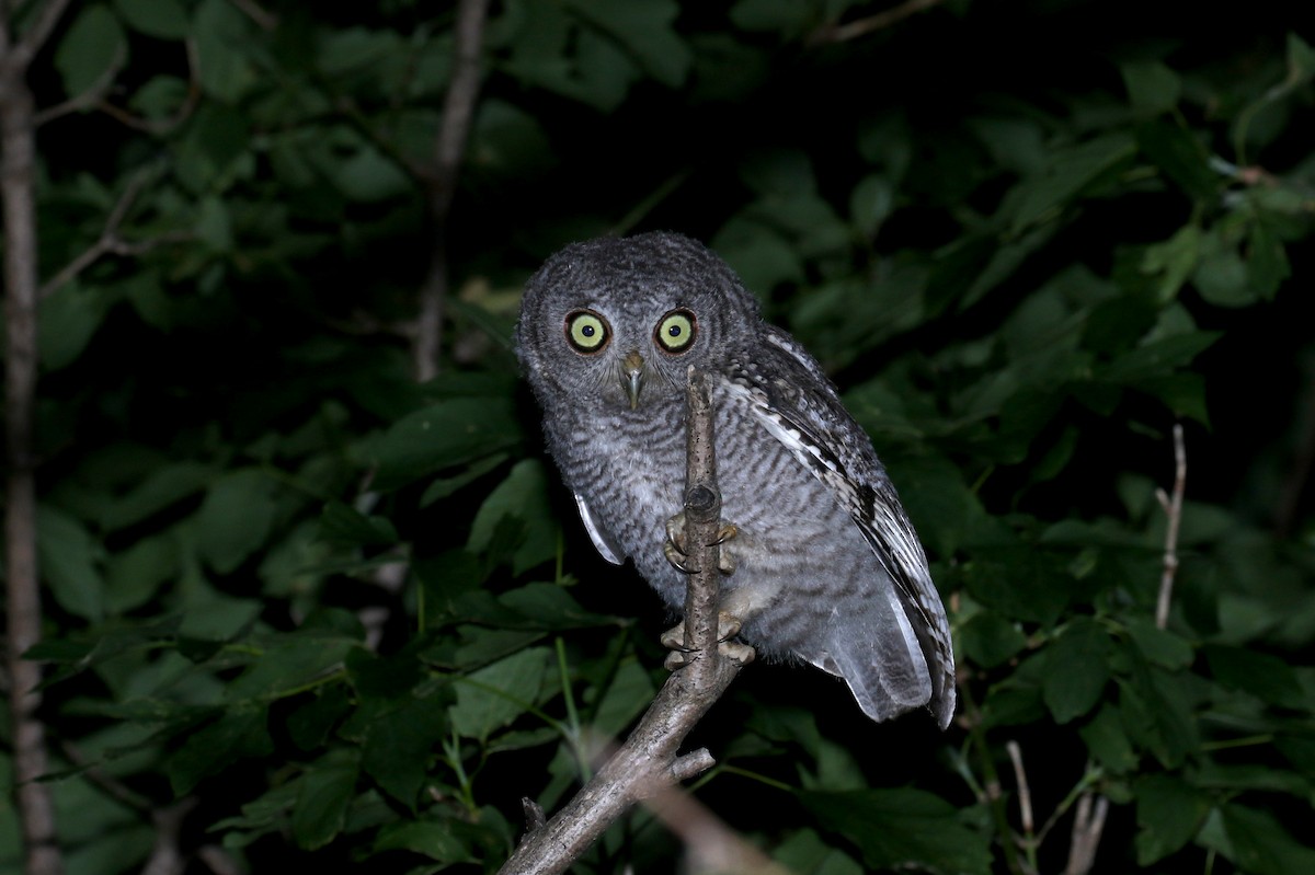 Eastern Screech-Owl (Northern) - ML245673131