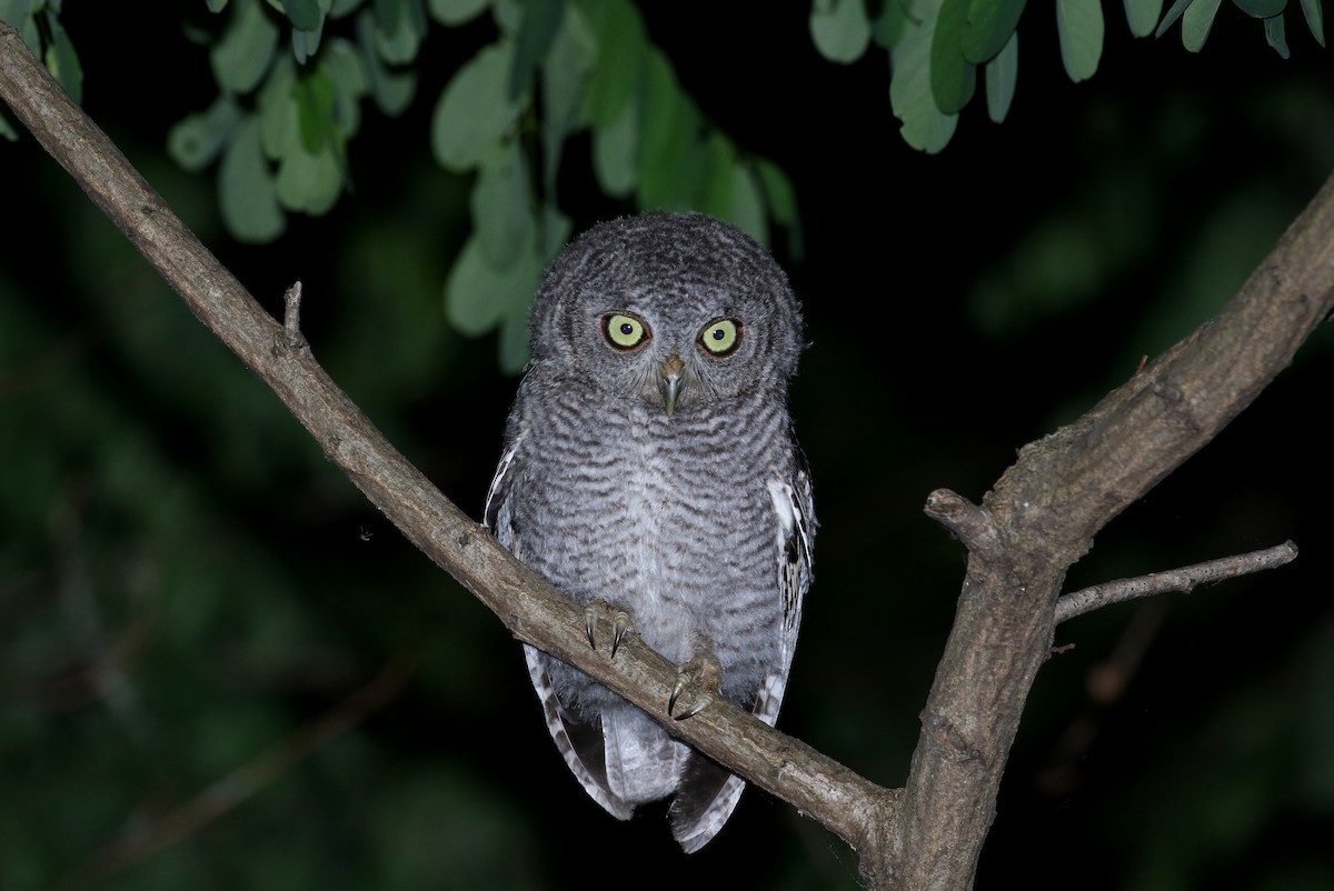 Eastern Screech-Owl (Northern) - ML245673231