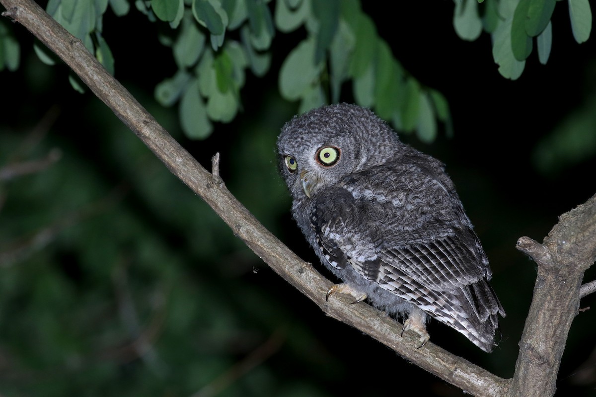 Eastern Screech-Owl (Northern) - ML245673561