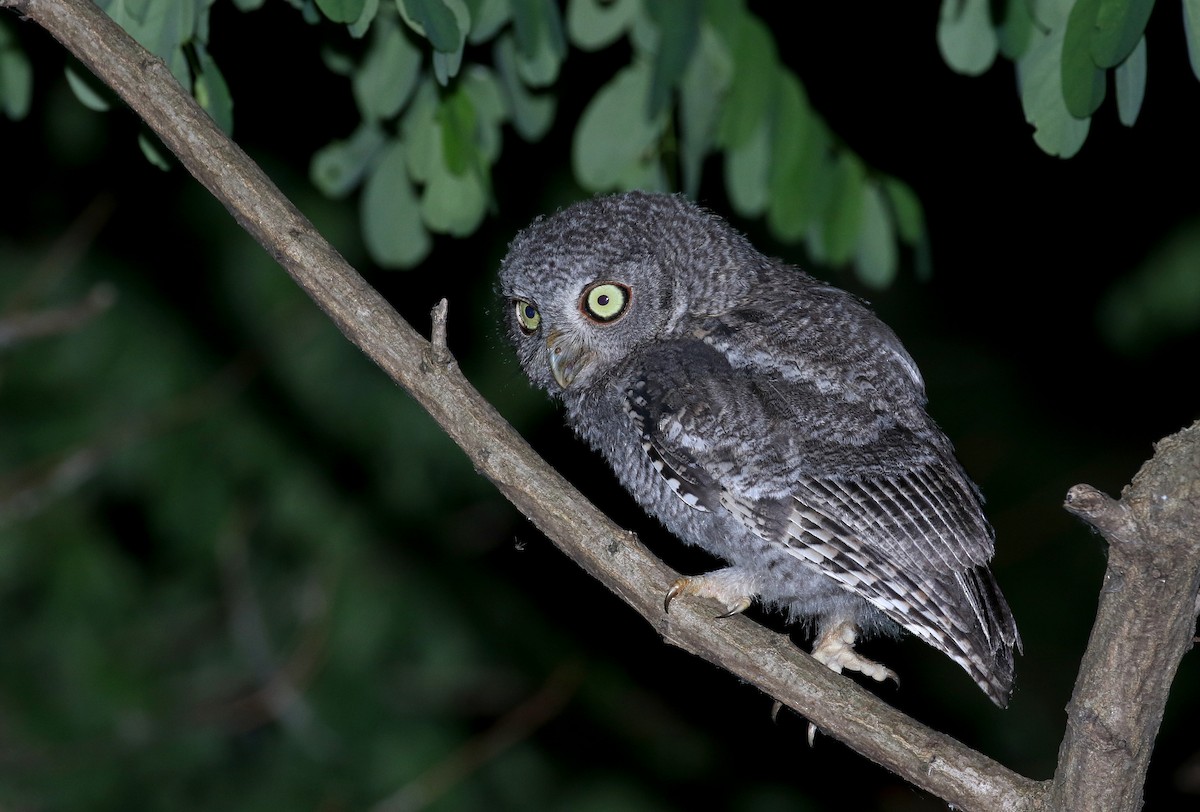 Eastern Screech-Owl (Northern) - ML245673601