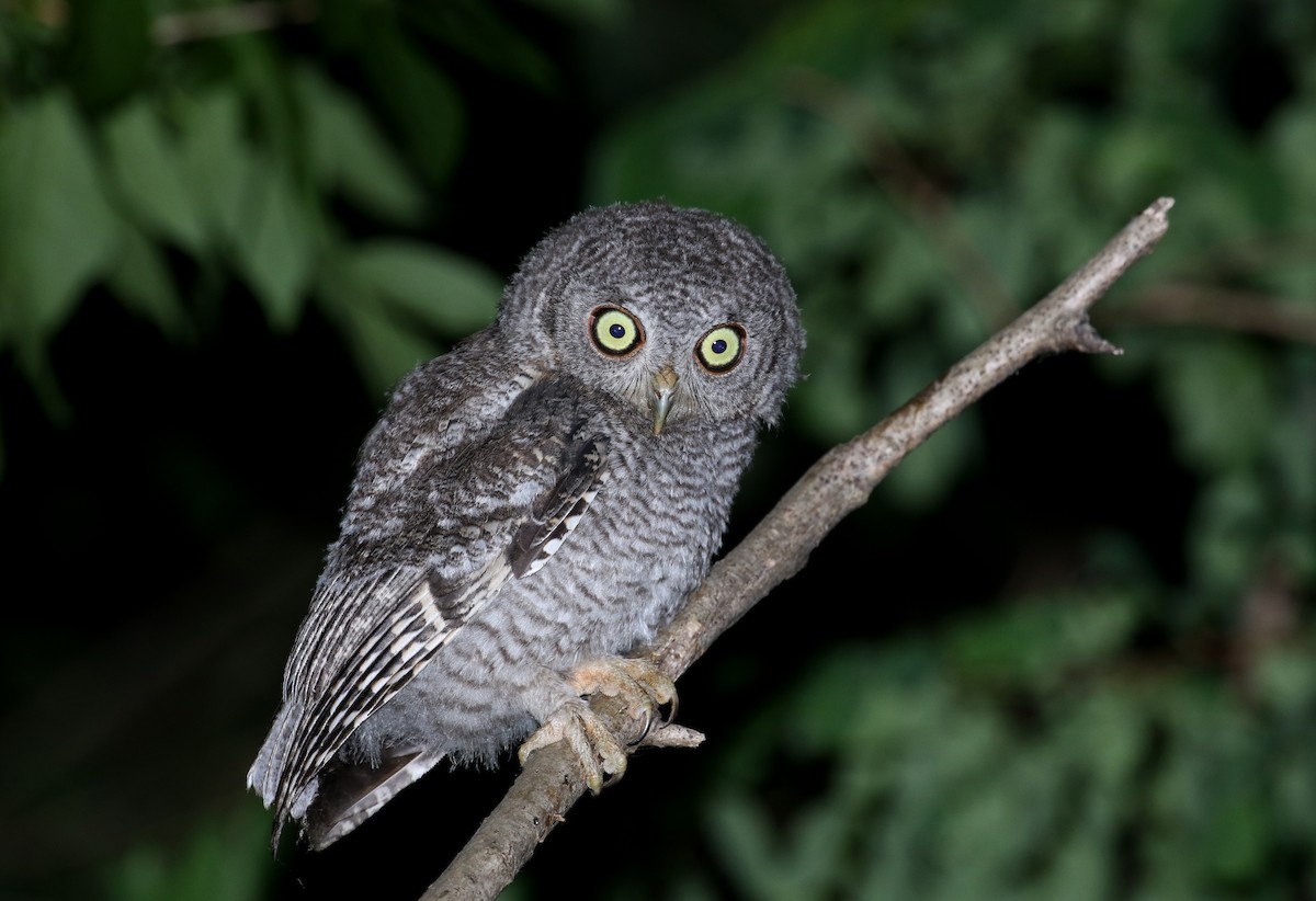 Eastern Screech-Owl (Northern) - ML245673641