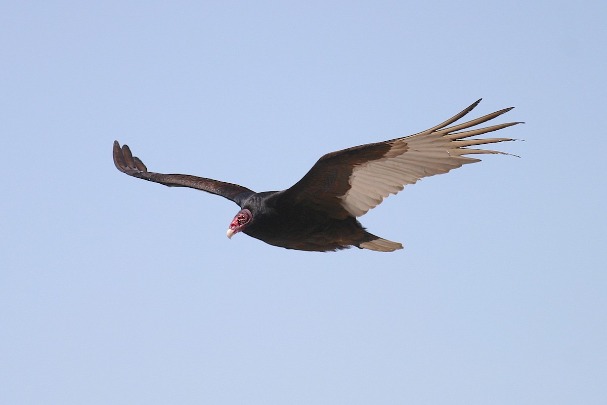 Turkey Vulture - ML245679821