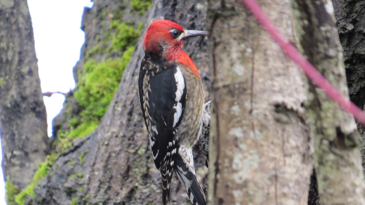 Red-breasted Sapsucker - ML24568151