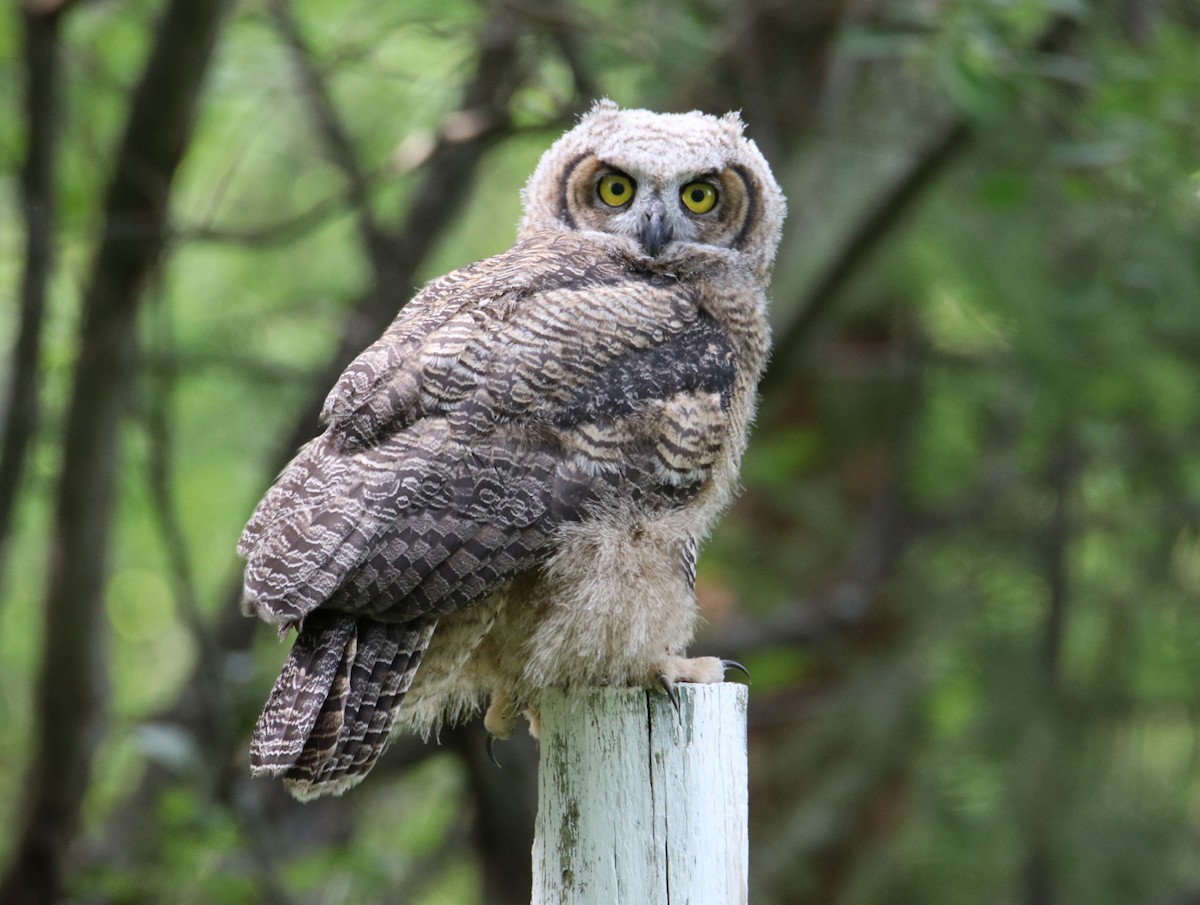 Great Horned Owl - ML245683801