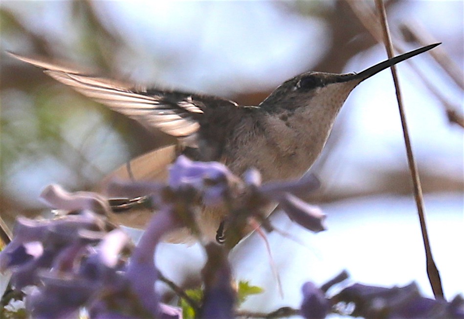 Azure-crowned Hummingbird - Ron Hess