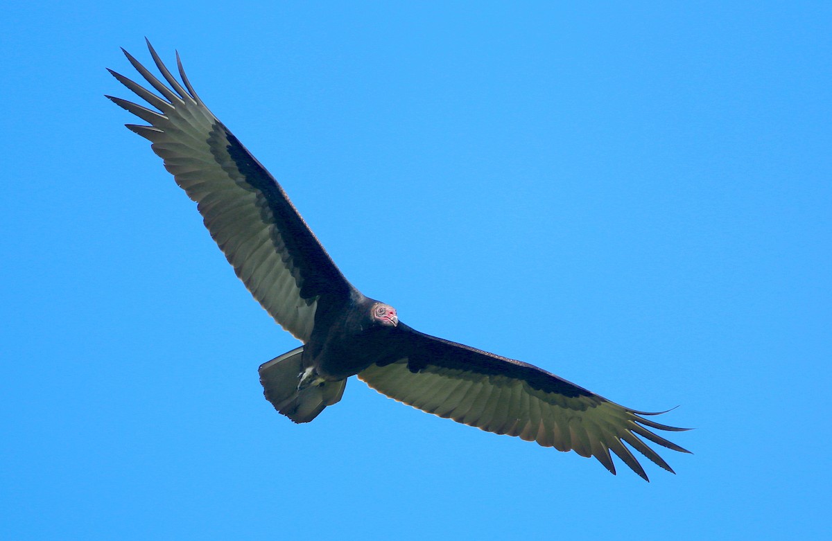 Turkey Vulture - ML245689781
